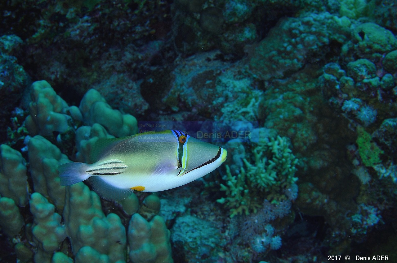 Rhinecanthus-assasi poisson picasso-Safaga Panomara Reef N-22m-20171123-Denis-ADER-DSC_3642_tn.jpg